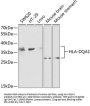 HLA-DQA1 Antibody
