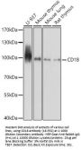 CD18 Antibody