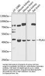 PLAU Antibody