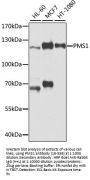 PMS1 Antibody