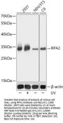 RPA2 Antibody