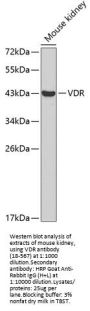 VDR Antibody