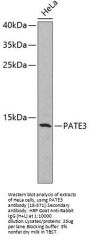PATE3 Antibody