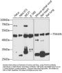 TSG101 Antibody