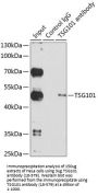 TSG101 Antibody