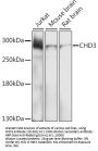 CHD3 Antibody
