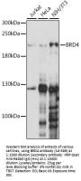 BRD4 Antibody