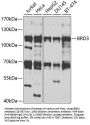 BRD3 Antibody