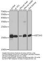 Histone H3 Antibody