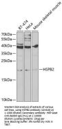 HSPB2 Antibody