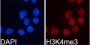 TriMethyl-Histone H3-K4 pAb