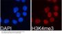 TriMethyl-Histone H3-K4 pAb