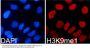 MonoMethyl-Histone H3-K9 pAb