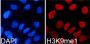 MonoMethyl-Histone H3-K9 pAb