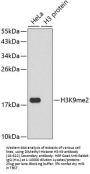 DiMethyl-Histone H3-K9 pAb
