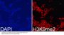 DiMethyl-Histone H3-K9 pAb