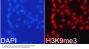 TriMethyl-Histone H3-K9 pAb