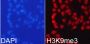 TriMethyl-Histone H3-K9 pAb
