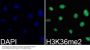 DiMethyl-Histone H3-K36 pAb
