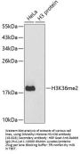DiMethyl-Histone H3-K36 pAb