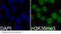 TriMethyl-Histone H3-K36 pAb