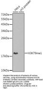 MonoMethyl-Histone H3-K79 pAb