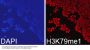 MonoMethyl-Histone H3-K79 pAb