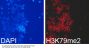 DiMethyl-Histone H3-K79 pAb