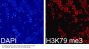 TriMethyl-Histone H3-K79 pAb