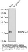 TriMethyl-Histone H3-K79 pAb
