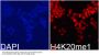 MonoMethyl-Histone H4-K20 pAb
