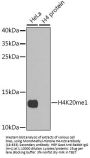 MonoMethyl-Histone H4-K20 pAb