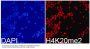 DiMethyl-Histone H4-K20 pAb