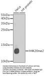 DiMethyl-Histone H4-K20 pAb