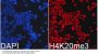 TriMethyl-Histone H4-K20 pAb