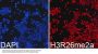 Asymmetric DiMethyl-Histone H3-R26 pAb