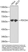 PDCD4 Antibody