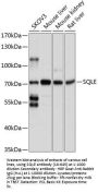 SQLE Antibody