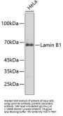 Lamin B1 Antibody