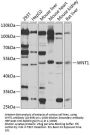 WNT1 Antibody