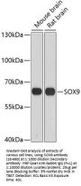 SOX9 Antibody