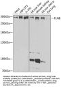 FLNB Antibody