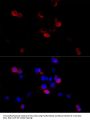 FLNB Antibody