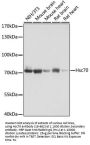 Hsc70 Antibody