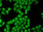 GTF2F1 Antibody