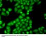 GTF2F1 Antibody