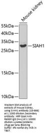 SIAH1 Antibody
