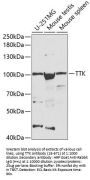TTK Antibody