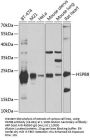 HSPB8 Antibody