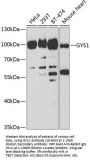 GYS1 Antibody
